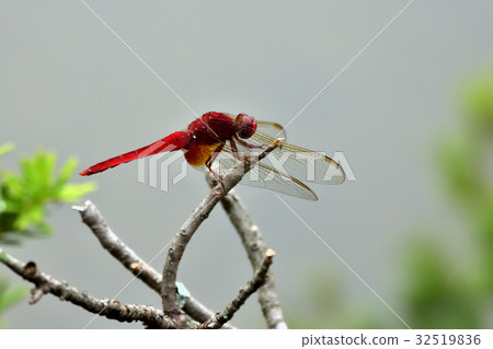 少女蜻蜓 32519836