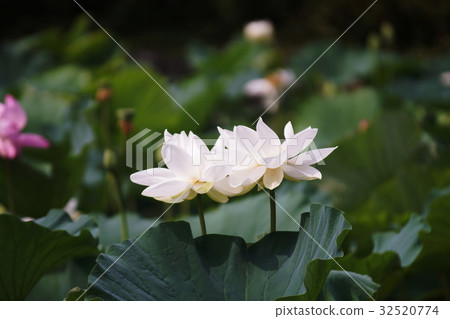鶴岡八幡宮蓮花 鶴岡八幡宮蓮花 32520774