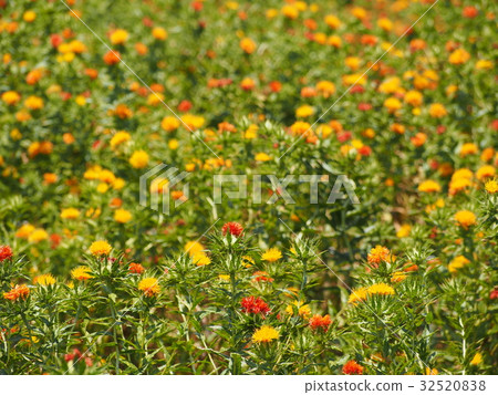 紅福州的紅花 紅福州的紅花 32520838
