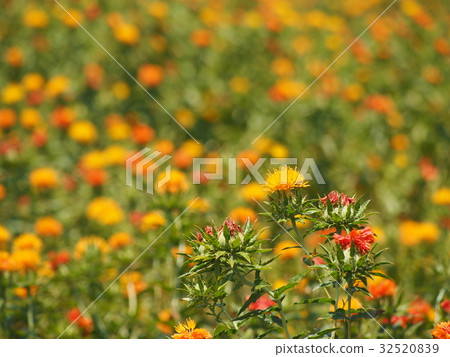 紅福州的紅花 32520839