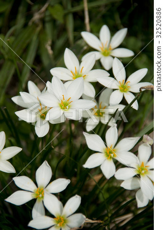 Flower of Thamas Dare 32520886