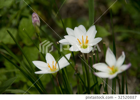 Thamas敢於開花 32520887