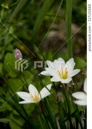 Thamas敢於開花 32520888