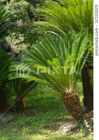 樹：Cycadomataceae 32520928
