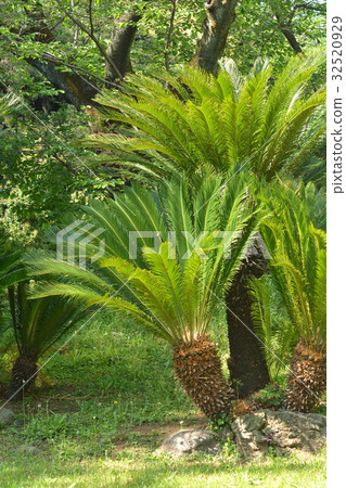 Tree: Cycadomataceae 32520929