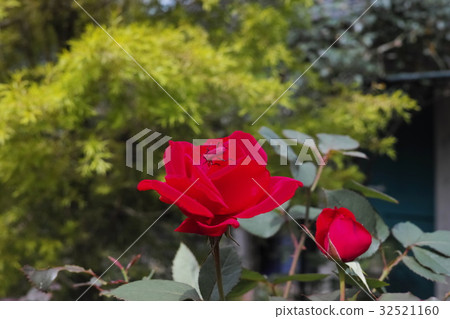 玫瑰玫瑰 玫瑰玫瑰 32521160