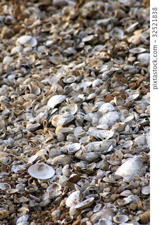 Shell mound (Kusukatsu ruins) Shell mound (Kusukatsu ruins) 32521838