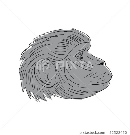 Gelada Monkey Head Side Drawing 32522450