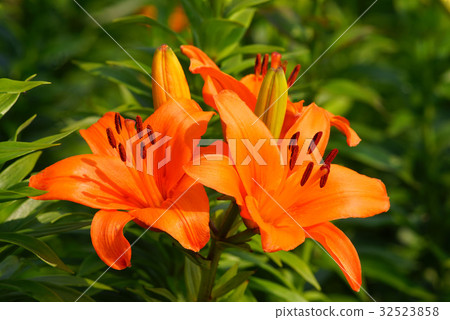 百合花 百合花 32523858