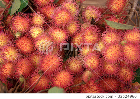Red rambutan fruits Red rambutan fruits 32524966