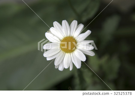 Yellow Centre Yellow Centre 32525378