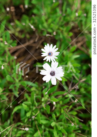 Wakasa Takahama的瑪格麗特 Wakasa Takahama的瑪格麗特 32525396