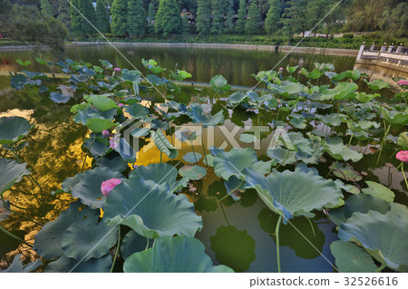 CUHK Reflection of the Lake Shatin 32526616