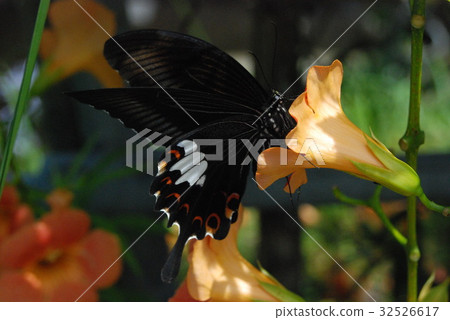 玉斑鳳蝶 32526617