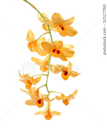 Yellow orchid isolate on white background. Yellow orchid isolate on white background. 32527760