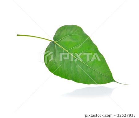 Green bodhi leaf vein on white background 32527935