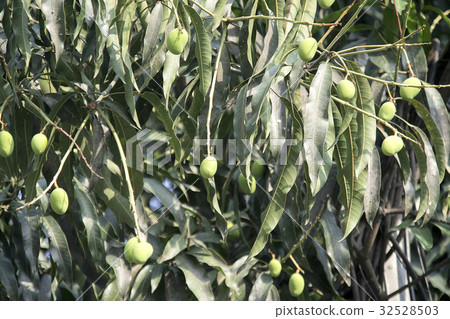 Mango Fruits 32528503