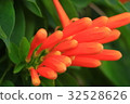 Flowers 32528626