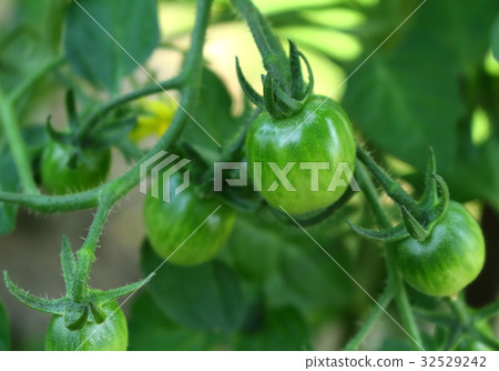 Pre-harvest tomato 32529242