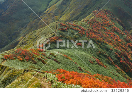 Autumnal leaves Sasafaira from Mt. Tanigawa Renfu Autumnal leaves Sasafaira from Mt. Tanigawa Renfu 32529246