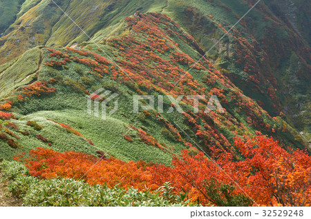 Autumnal leaves Sasafaira from Mt. Tanigawa Renfu Autumnal leaves Sasafaira from Mt. Tanigawa Renfu 32529248