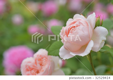 杏色玫瑰 Umbridge Rose 32529414