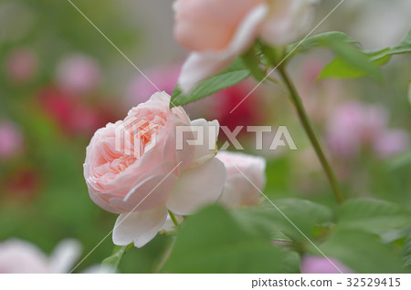 杏色玫瑰 Umbridge Rose 杏色玫瑰 Umbridge Rose 32529415