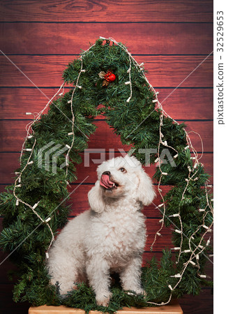 poodle show tongue poodle show tongue 32529653