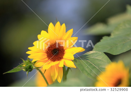 Sunflower in early summer 32529908