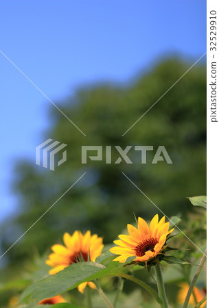 在初夏的向日葵 32529910