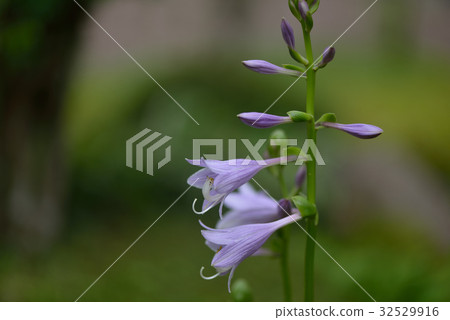 hosta flower hosta flower 32529916