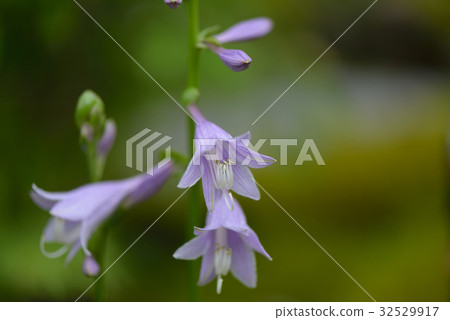 hosta flower 32529917
