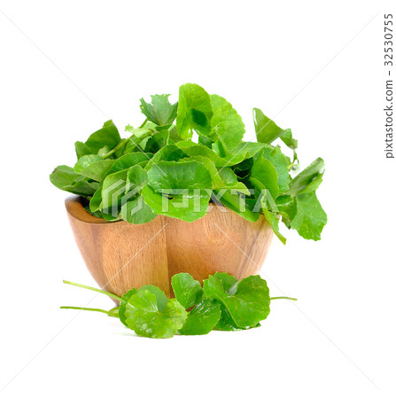 Centella asiatica, Asiatic Pennywort Centella asiatica, Asiatic Pennywort 32530755