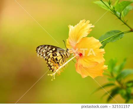 A butterfly stays on a flower 32531157