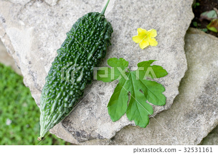Harvest of bitter gourd 32531161