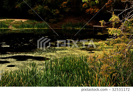 Pond overgrown with duckweed. 32531172