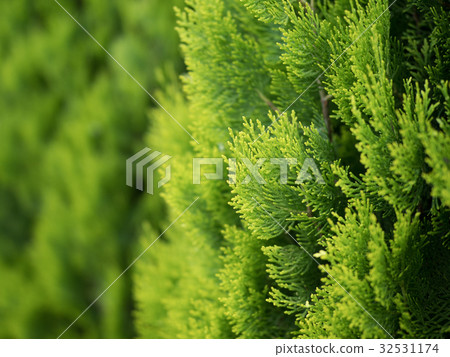 新鮮的綠色針葉樹 32531174