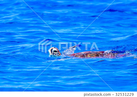 Sea turtle to breathe Sea turtle to breathe 32531229