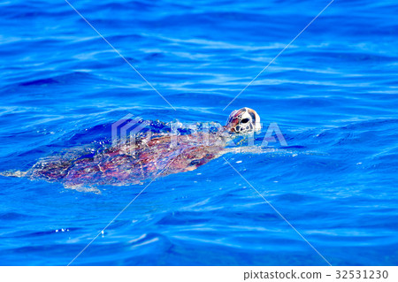 Sea turtle to breathe Sea turtle to breathe 32531230