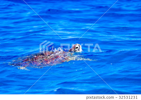 Sea turtle to breathe Sea turtle to breathe 32531231