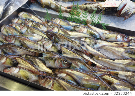 雷魚 32533244