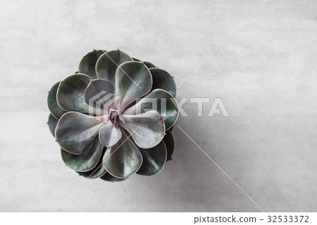 Succulent or cactus pot on gray concrete table Succulent or cactus pot on gray concrete table 32533372