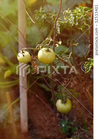 Young ripe tomatoes farming 32533401