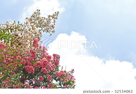 Culverberry and white spotted crispberry (crape myrtle and white crape myrtle) 32534063