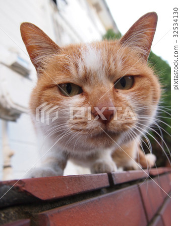 Brown white cat up 32534130