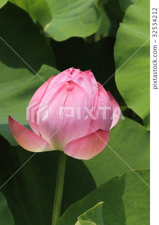 Lotus flower  32534212