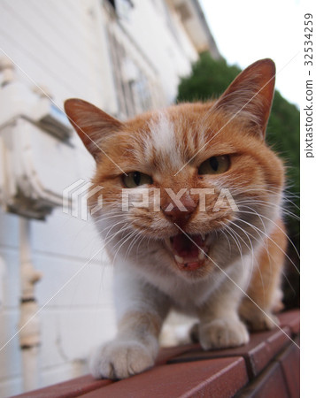Intimidating cat Intimidating cat 32534259