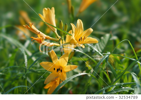 Nogakko and Nikkokuge 32534789