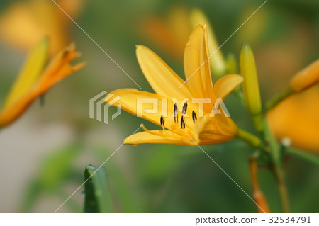 Nogakko and Nikkokuge 32534791