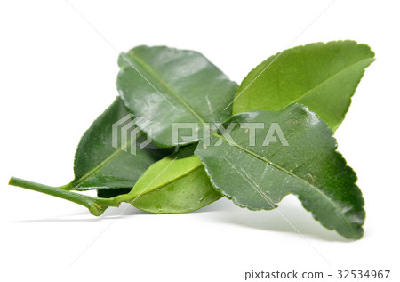 Bergamot kaffir lime leaves 32534967